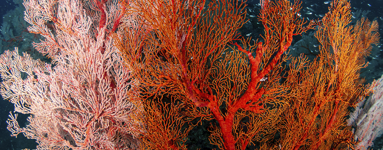 El poder del coral rojo para el mal de ojo
