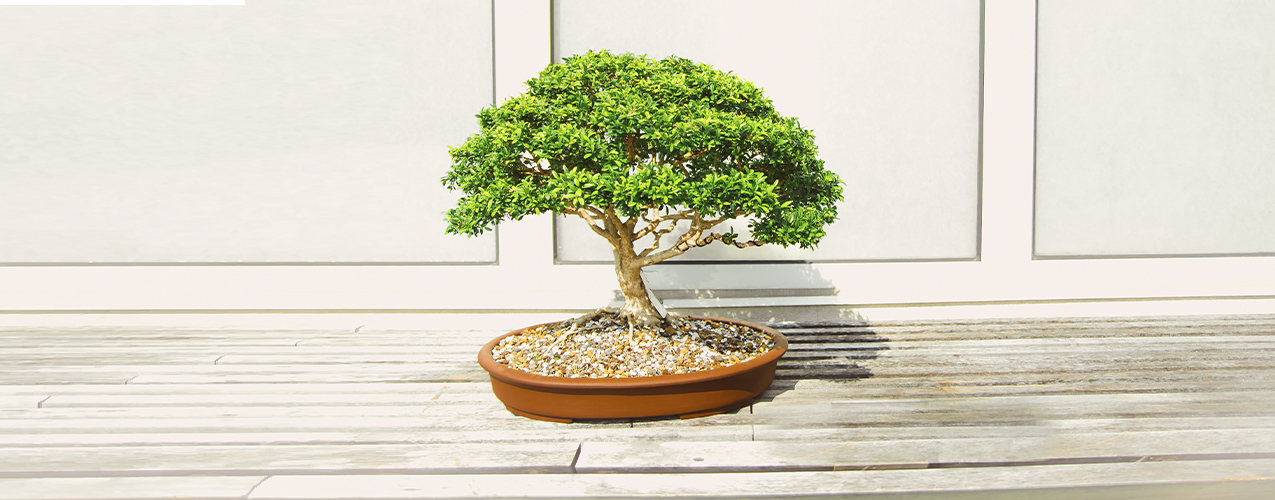 Buena fortuna: cómo atraerla en donde estés con un bonsái