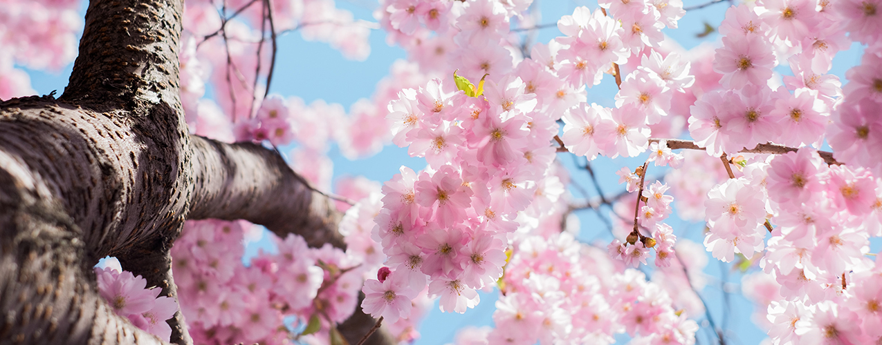 Rituales de primavera para renovar tus energías y atraer la buena fortuna