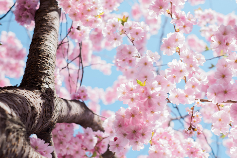 Rituales de primavera para renovar tus energías y atraer la buena fortuna