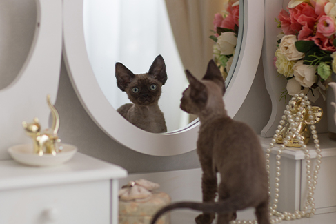 Día internacional del Gato. ¡Conoce al michi más rico del mundo!