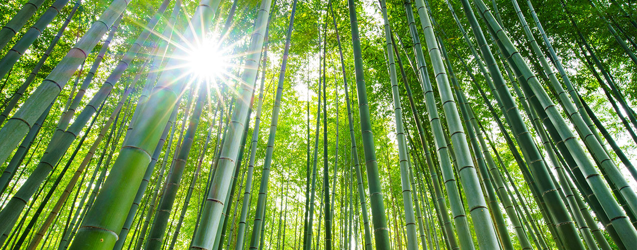 Tu suerte podría cambiar, ¡con un bambú en casa!