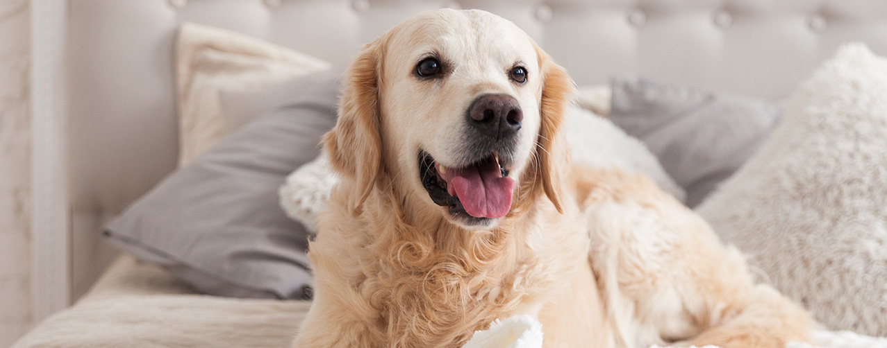 Día Mundial del Perro: ¿cómo es la vida de las mascotas millonarias?