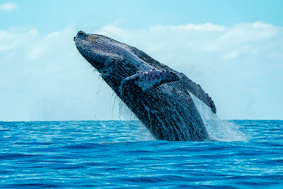 Nadar con delfines y ballenas - No le pierdas los mejores destinos.