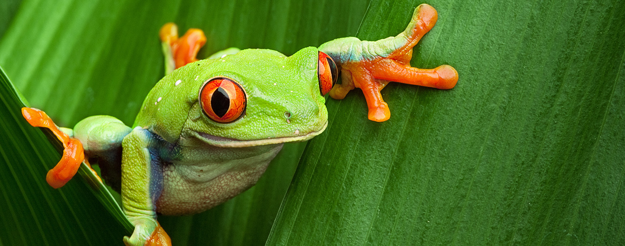 Disfruta el día internacional de los animales con los animales de la suerte