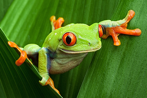 Dia internacional de los animales: Animales de la suerte mas famosos